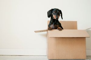 movers that pack for you 